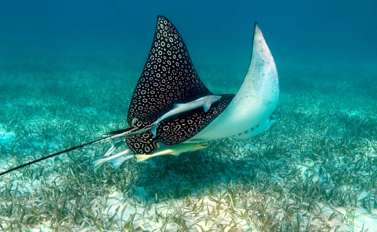 Beautés naturelles d’Ambergris