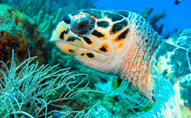 Snorkeling et nage avec les tortues