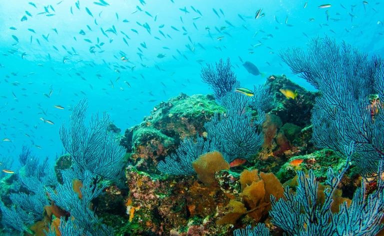 Plongée dans les eaux de la réserve marine de Cabo Pulmo