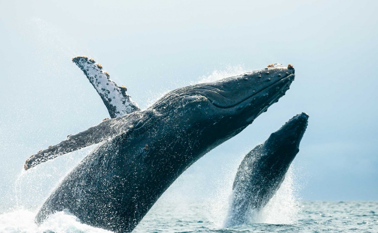 A la découverte des baleines à Loreto